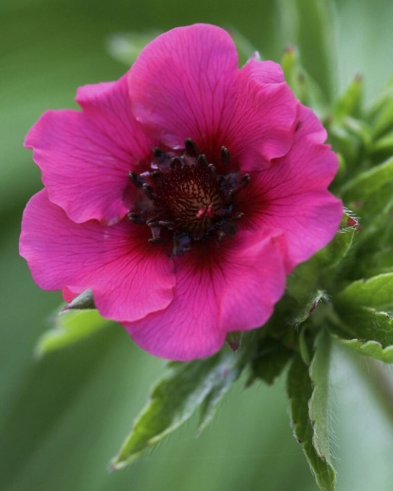 Potentilla nepalensis ‘Miss Willmott’ A.k.a Cinquefoil | Etsy