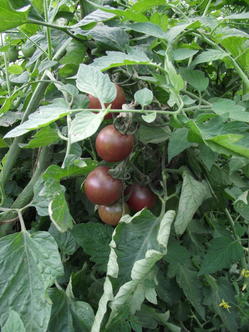 Perfectly round cherry with classic black tomato flavor Organic BLACK CHERRY TOMATO Seed Open-pollinated sweet yet rich and complex.\u201d