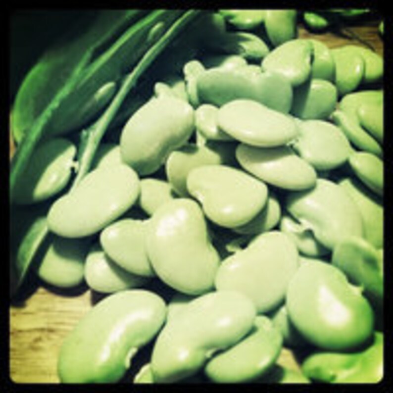 Bulk Bean Seeds vegetable seeds ! Henderson's Earliest Bush Bean Baby
