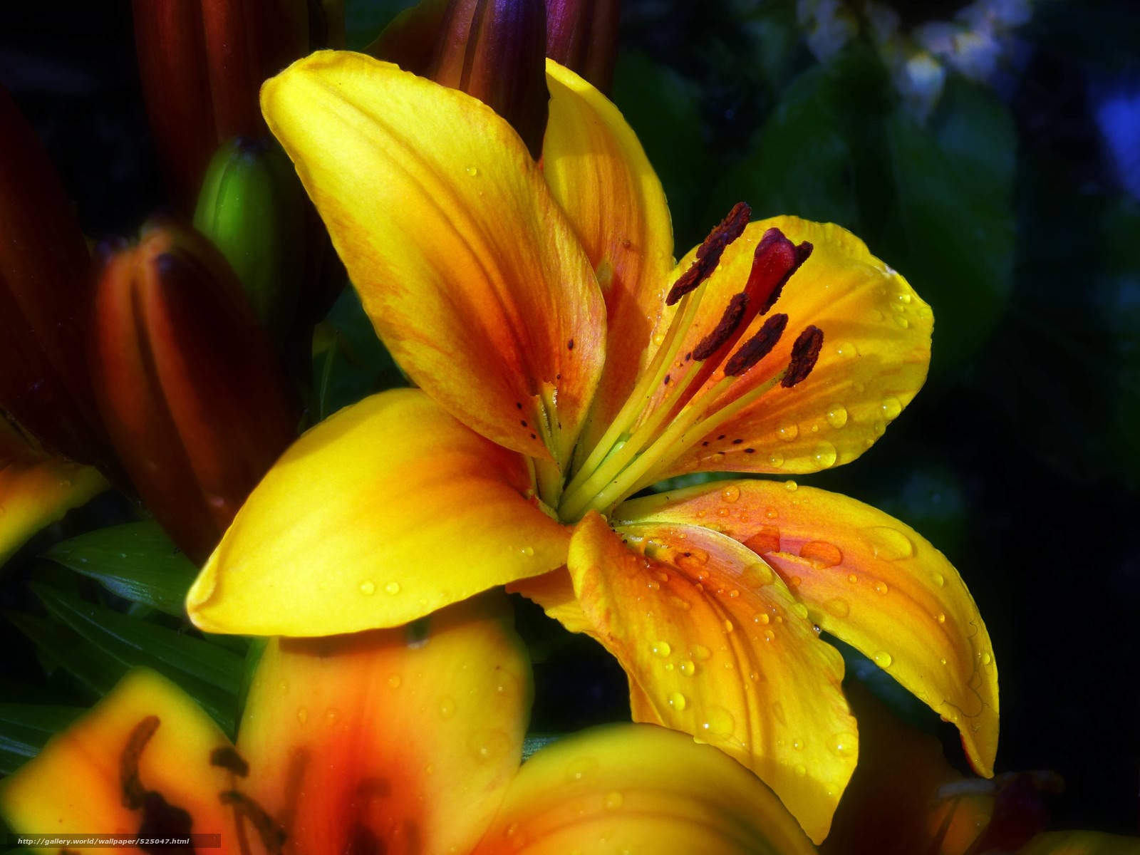 GOLDEN JOY 5 x Dwarf Lilies Perennial Garden Lily Plant BULBS