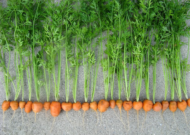 Carrot seeds,Parisian Carrot Heirloom Vegetable! French heirloom!Easy to Grow Eat It.-organic Plant it