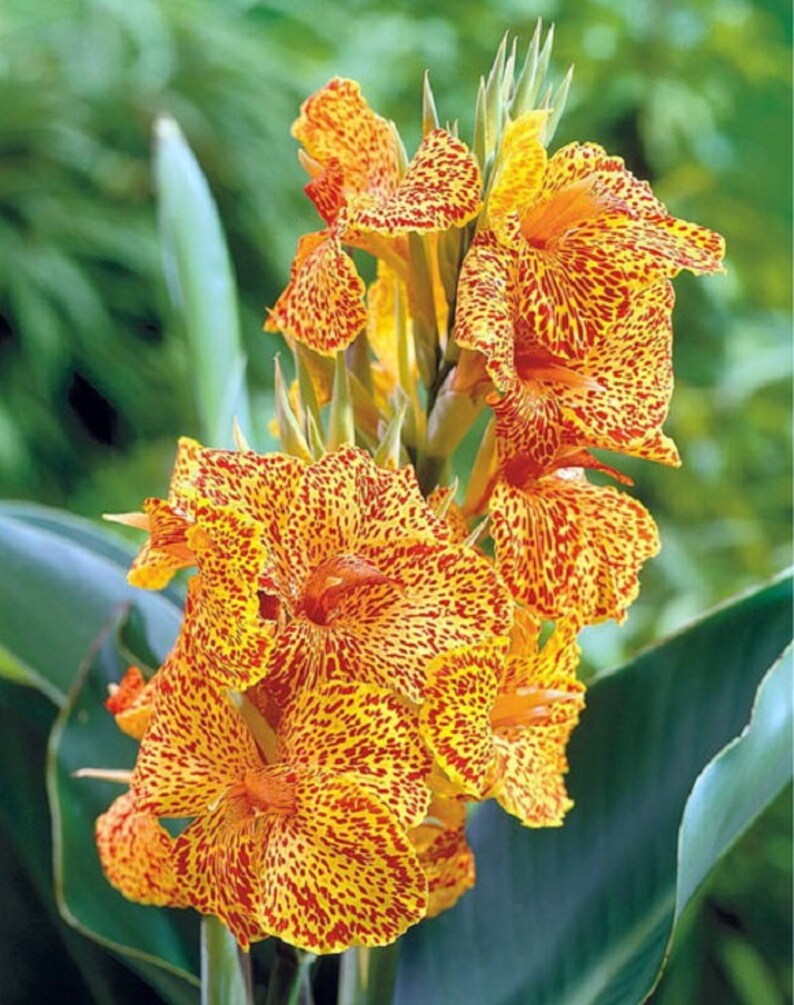 5 Bulbs Canna Dwarf Picasso Give your garden a tropical look Now Shipping!