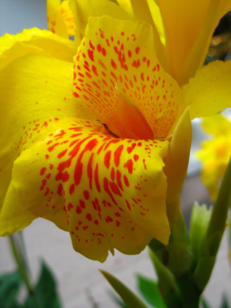 Canna Lily Yellow King Humbert Bulb 2 3 Eyes. Bulbs-Give ...