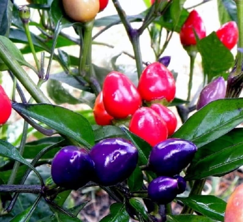 Centennial PEPPER seeds ornamental and edible Great for growing in a patio planter Beautiful Delicious,Pepper Container and Garden bed.