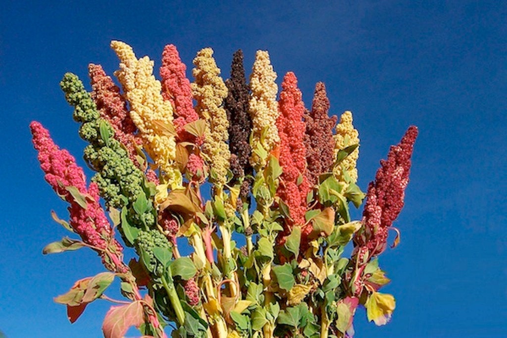 Quinoa plant Seeds Chenopodium quinoa Brightest Brilliant Etsy
