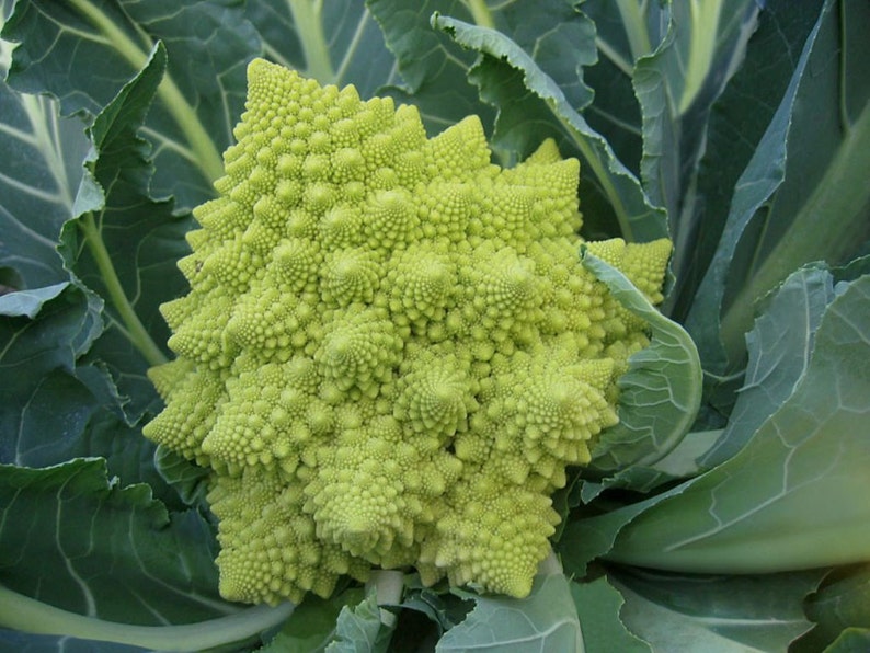 VERONICa ROMANESCO BROCCOFLOWER Cauliflower seeds Organic Non-GMO Keeps its lime-green color even when cooked!