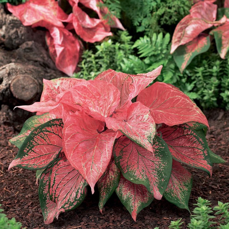 This variety really pops in the shade Bulbs Caladiums Pink Symphony
