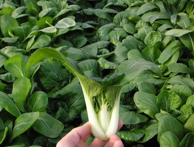 Brassica Rapa Chinensis seeds Bok-Choy 1500 Graines de Chou Chinois Pak Choï