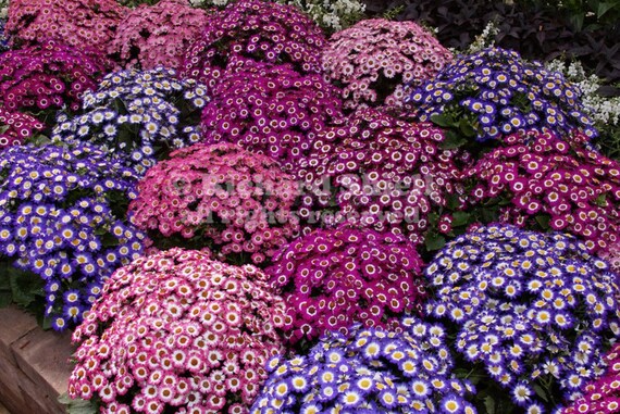 Cineraria Seeds Amigo Mixshades of blue red and pink | Etsy