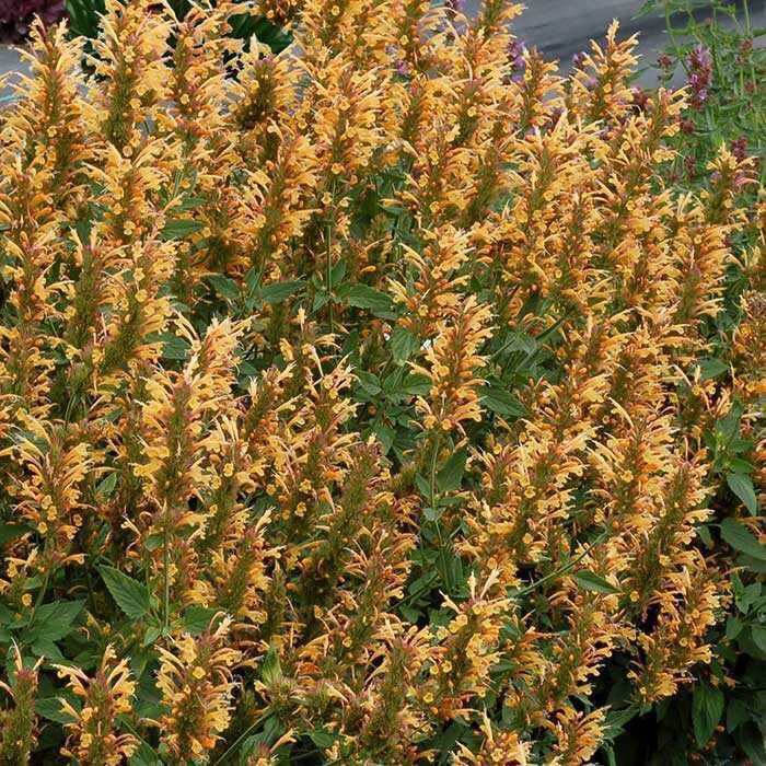 ARIZONA SUN Agastache Seeds Agastache X HybridaCompact Spikes Etsy