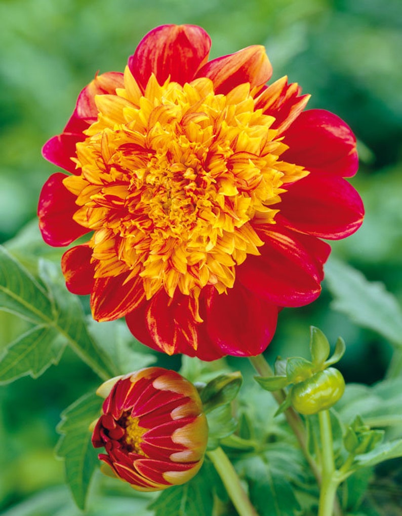 DAHLIA JIVE Tuber Powder Puff Dahlias Great Cut Flowers Etsy