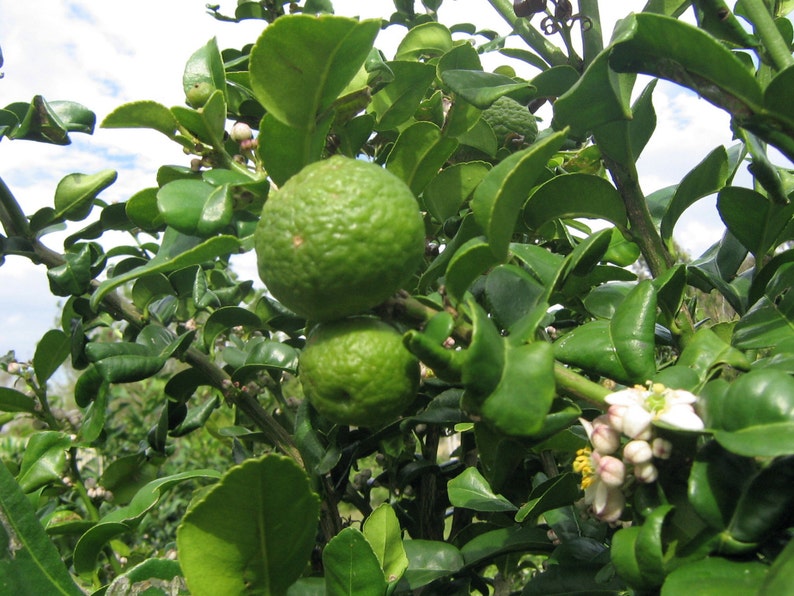 leaves are highly aromatic\u201d Citrus Hystrix-makrut,or magrood Great In Containers KAFFIR LIME Plant SEEDS
