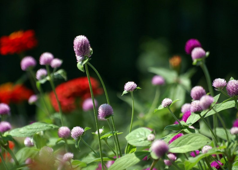 Globe Amaranth Seeds Mix Color White pink rose Etsy