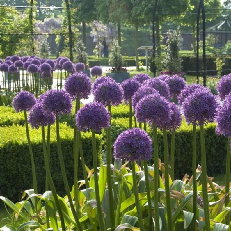 GIANT Allium Bulbs His Excellency Perennials Etsy
