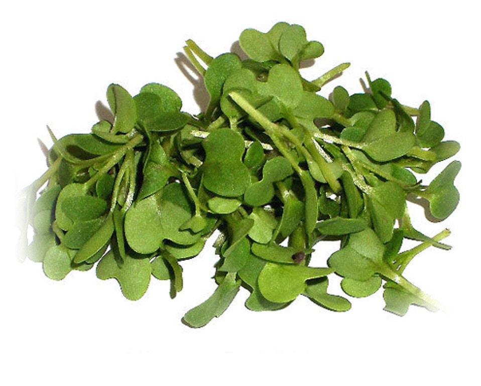 Mustard Microgreen Spicy Brown Brassica juncea Bred Etsy