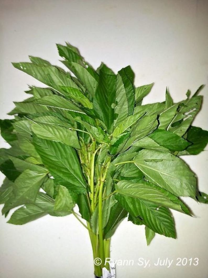 Egyptian Spinach Seeds a.k.a. Jute Saluyot Molokhia Plant Etsy