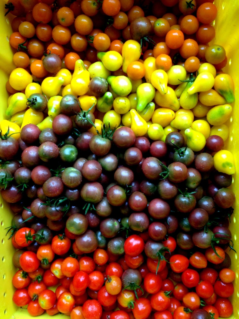 Perfectly round cherry with classic black tomato flavor Organic BLACK CHERRY TOMATO Seed Open-pollinated sweet yet rich and complex.\u201d