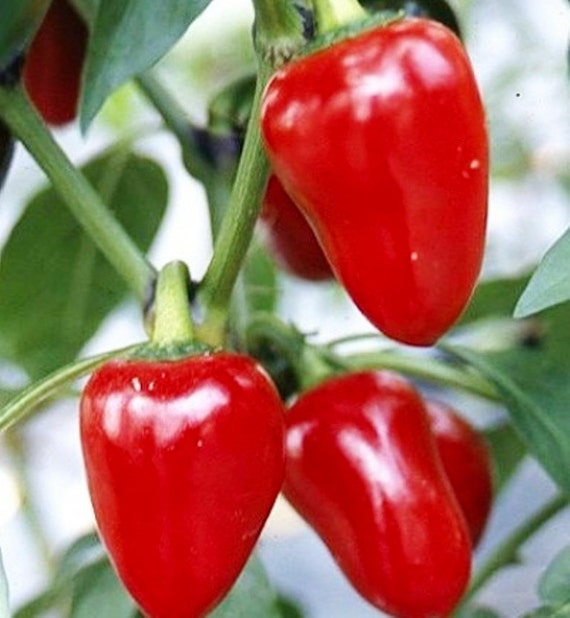 LARGE Hot Cherry Pepper Chili Large Red Heirloom30 SEEDS Etsy