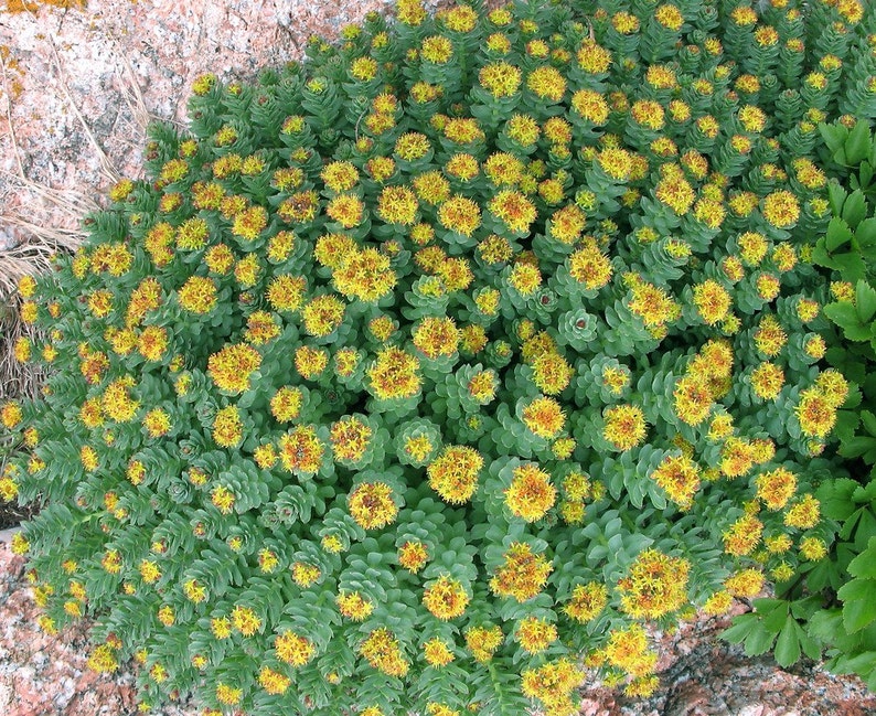 Rhodiola rosea Seeds golden root rose root RARE medicinal Etsy
