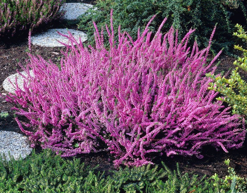 Scotch heather Vulgaris Flowers Seed an evergreen ground