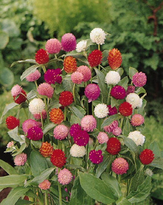 Globe Amaranth Seeds Mix Color White pink rose Etsy