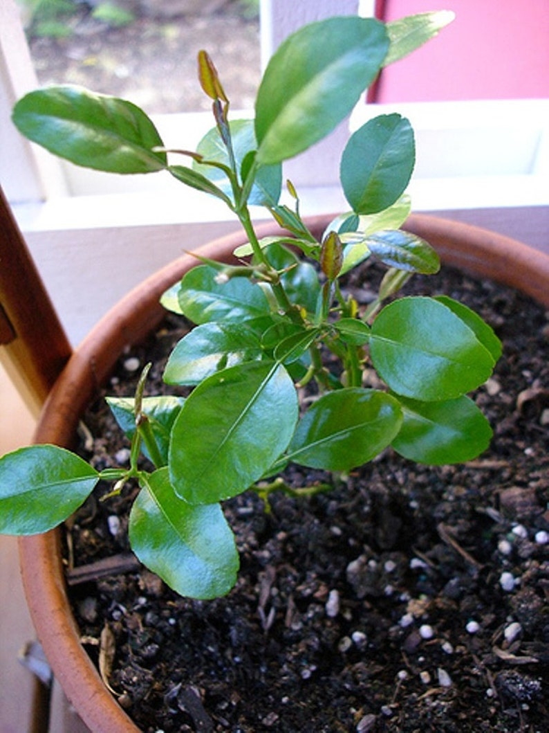 leaves are highly aromatic\u201d Citrus Hystrix-makrut,or magrood Great In Containers KAFFIR LIME Plant SEEDS