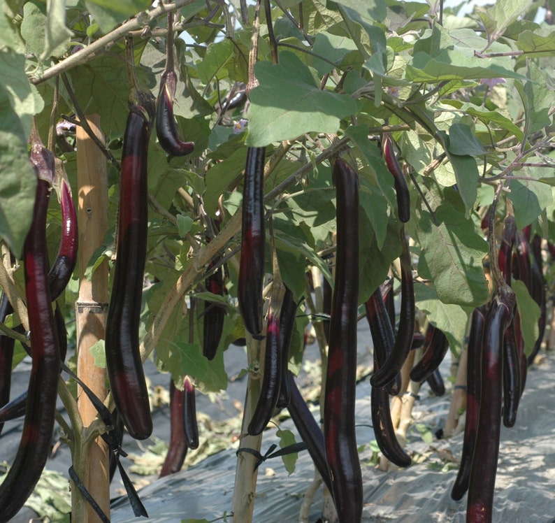 SOLANUM MELONGENA 50 SEEDS AUBERGINE STREAKED UK SELLER