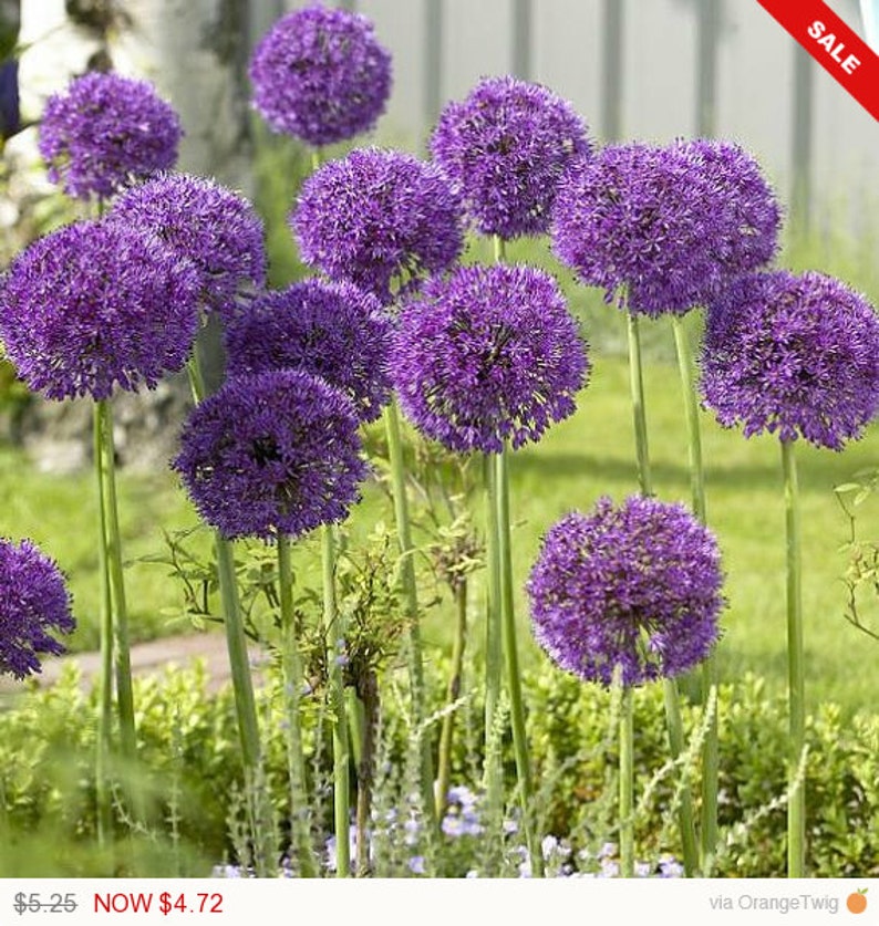 GIANT Allium Bulbs His Excellency Perennials Etsy