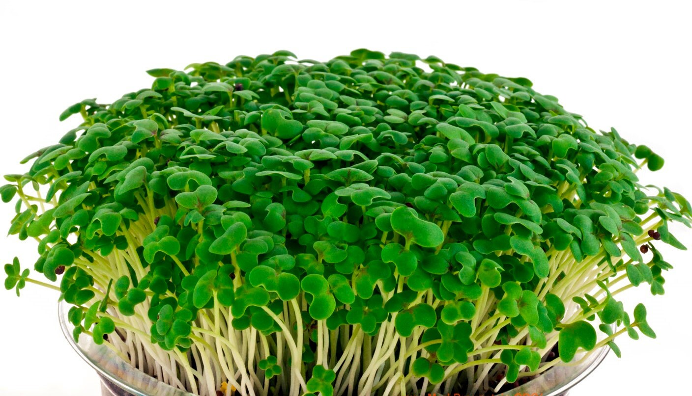 Mustard Microgreen Spicy Brown Brassica juncea Bred Etsy
