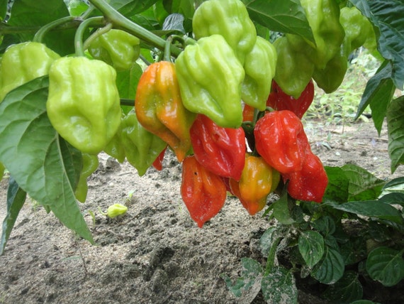C 197 Fresh Heirloom Red Tobago Scotch Bonnet Hot Pepper Seeds 25
