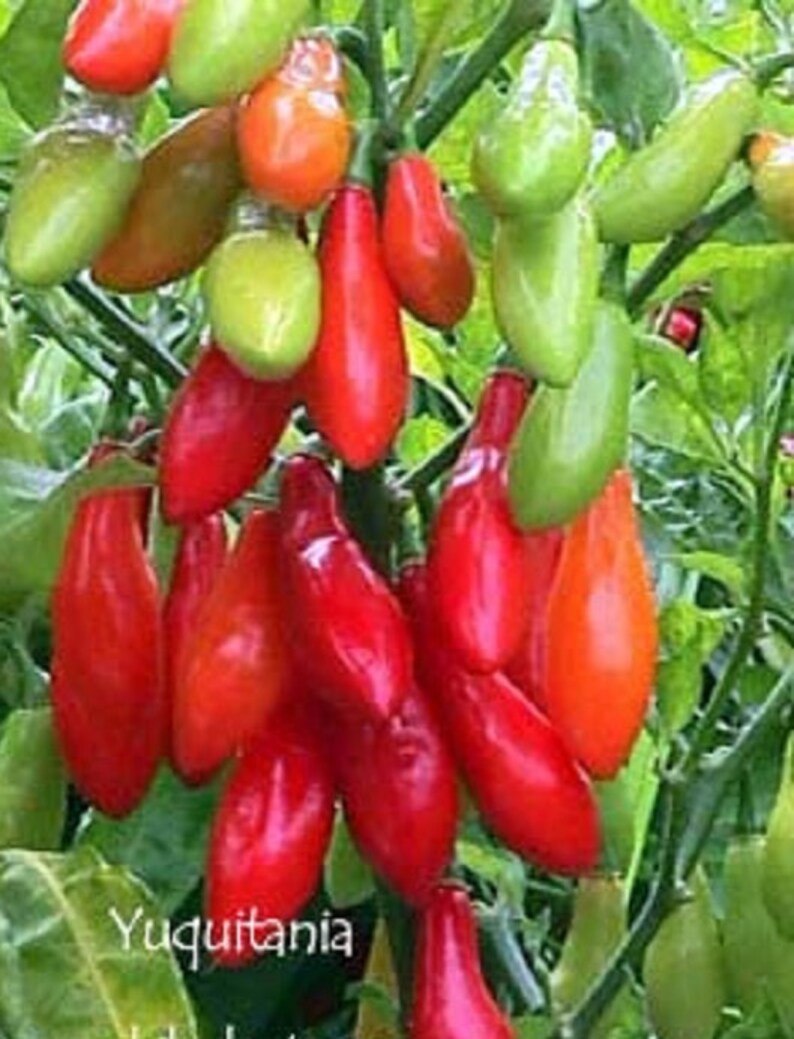 C 197 Fresh Heirloom Red Tobago Scotch Bonnet Hot Pepper Seeds 25
