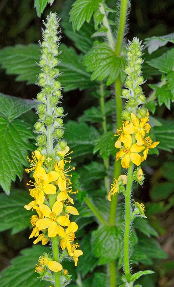AGRIMONIA eupatoria Common Agrimony Cocklebur Seedstea AGRIMONIA eupatoria Common Agrimony Cocklebur Seedstea