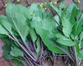 Choy Sum Seeds,Purple Stem- Also known as kosaitai or hon tsai tai - Plant Early Spring ,Late Summer Or Early Fall