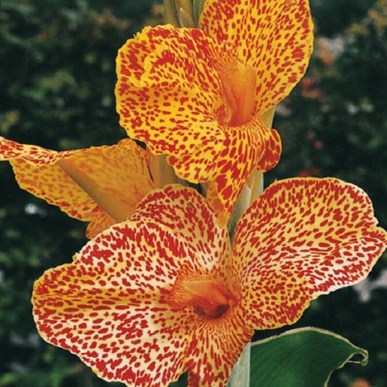 5 Bulbs Canna Dwarf Picasso Give your garden a tropical look Now Shipping!