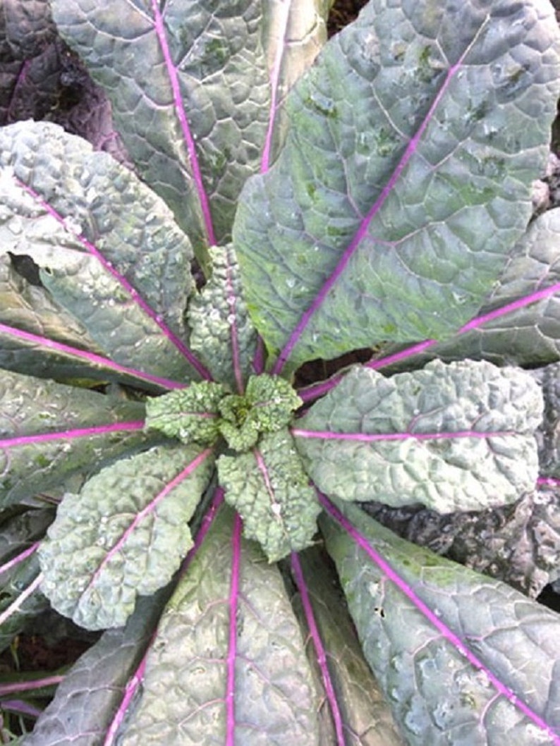 50+ Samen FEIN und WINTERHART! Grünkohl Pink Kale