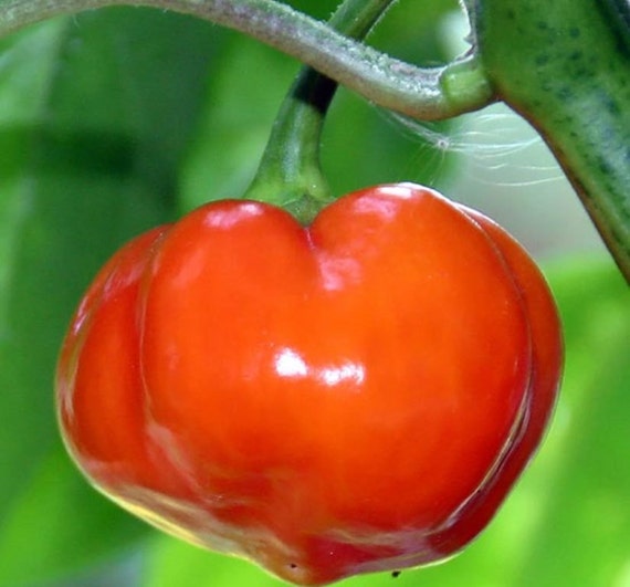 Pfeffer Habanero Rot Sehr Würzige 100 Saatgut Seeds