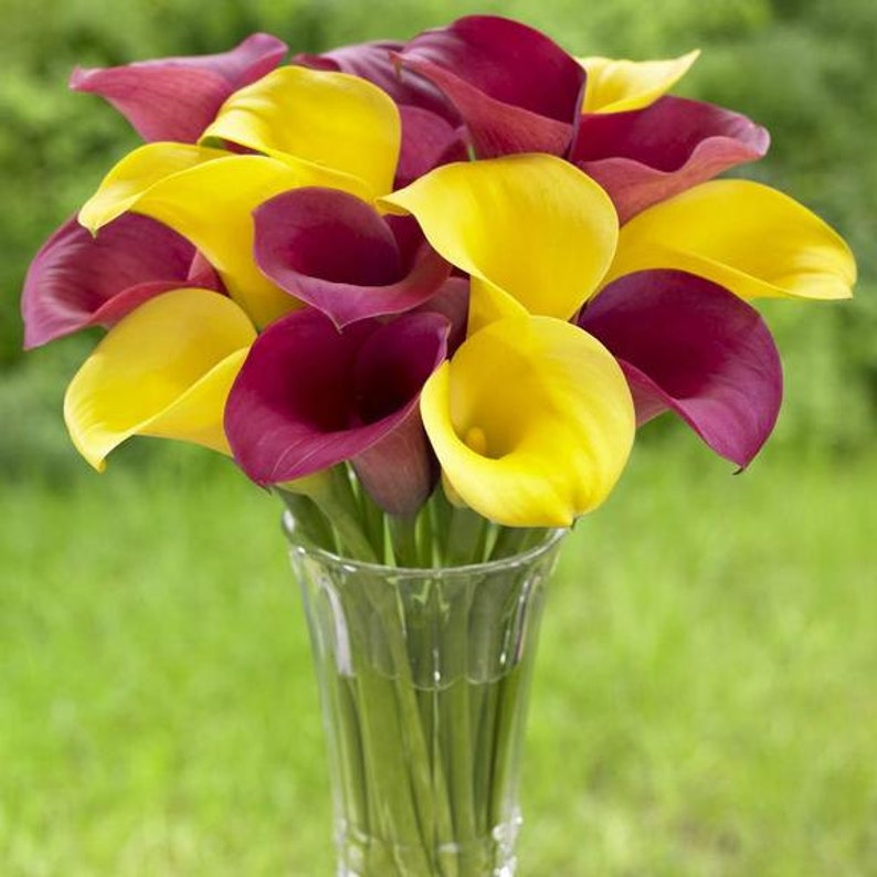 Calla Lily Mix Calla Lily Golden Chalice/Rubylite Rose 6 Etsy