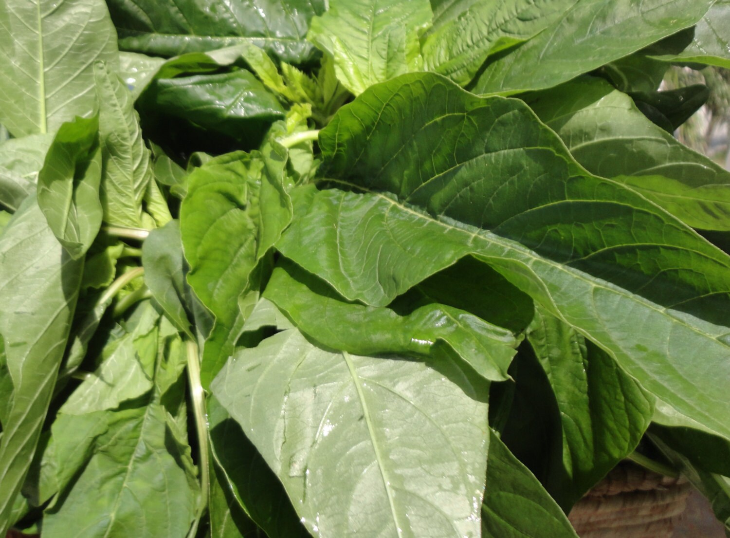 Jamaican CALLALOO SEEDS Amaranth Real Jamaican Organic Etsy