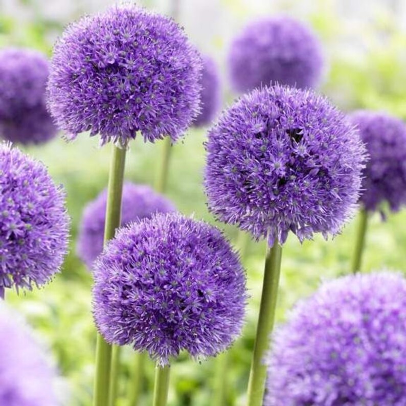 GIANT Allium Bulbs His Excellency Perennials Etsy