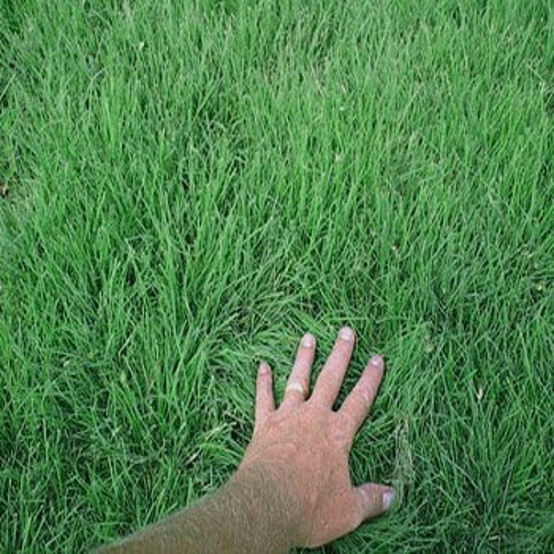 Buffalo Supreme grass seedblend of Bowie Buffalo grass seed Etsy