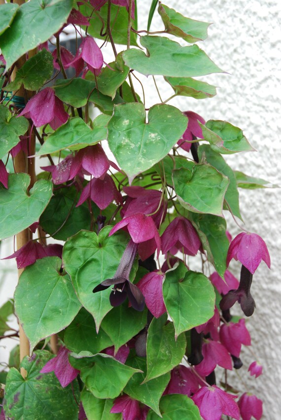 RARE exotique VIGNE 5 Graines Purple Bell VIGNE RHODOCHITON atrosanguineum