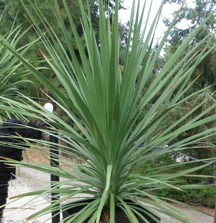 spike plant outdoors spike plant outdoors