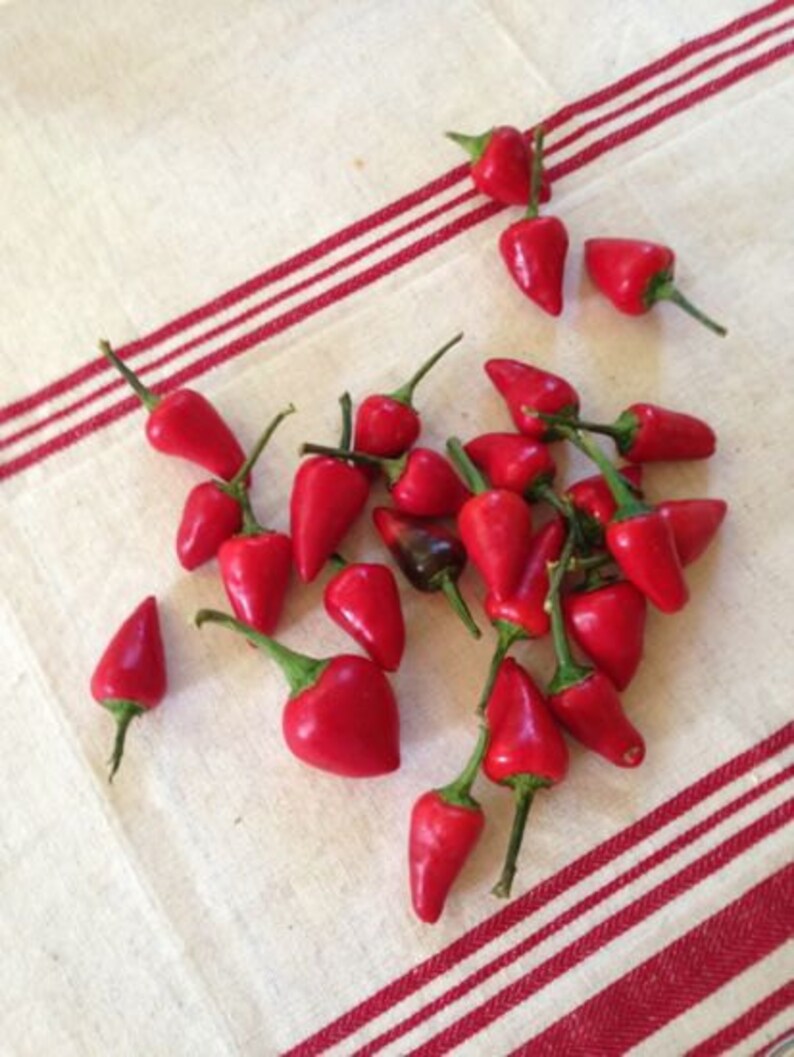 C.annuum Facing heaven pepper Seeds,CHAO TIAN JIAO, From Sichuan