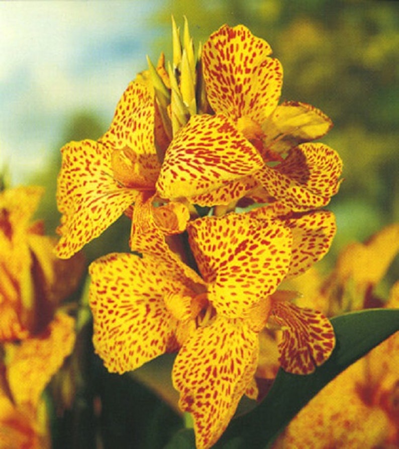 5 Bulbs Canna Dwarf Picasso Give your garden a tropical look Now Shipping!