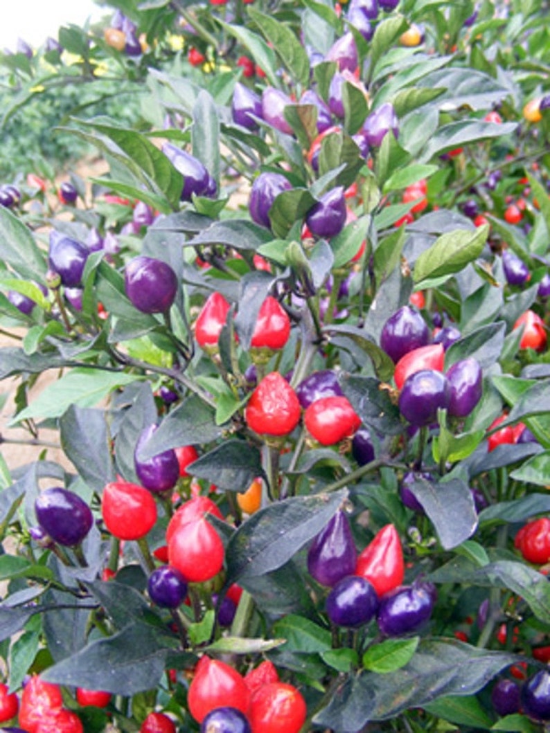 Centennial PEPPER seeds ornamental and edible Great for growing in a patio planter Beautiful Delicious,Pepper Container and Garden bed.