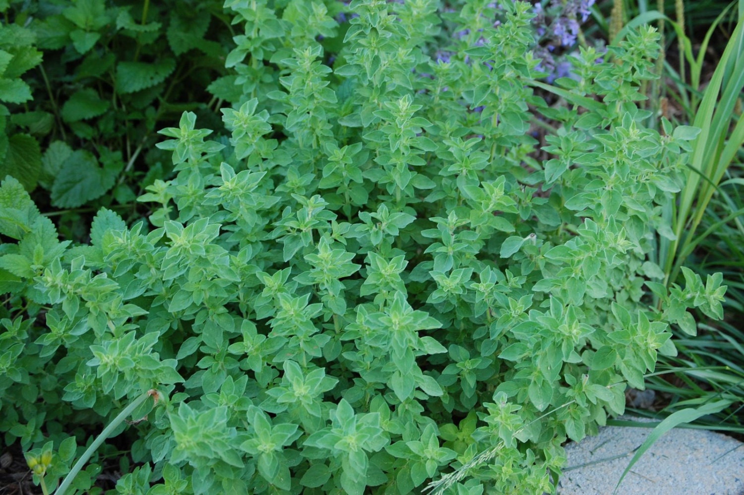True Greek Oregano Origanum vulgareSeeds PIZZA HERB It is Etsy