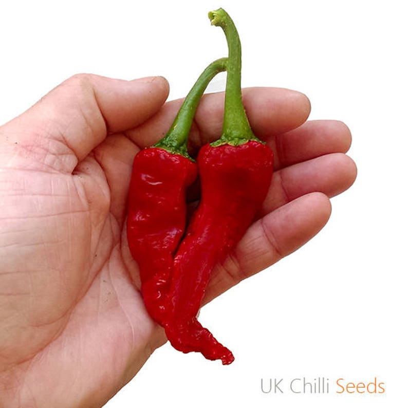 Kashmiri Chilli Peppers//Asian Curry//Vegetable Bulk 1000 Finest seeds