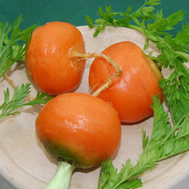 Carrot seeds,Parisian Carrot Heirloom Vegetable! French heirloom!Easy to Grow Eat It.-organic Plant it