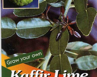 KAFFIR LIME Plant SEEDS - Citrus Hystrix-makrut,or magrood, Great In Containers ! leaves are highly aromatic”