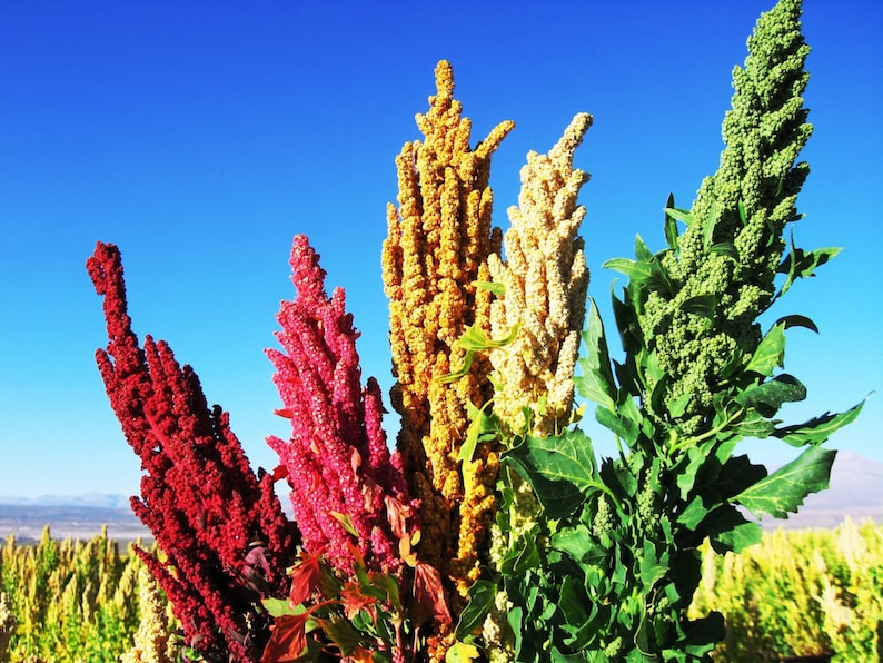 Quinoa plant Seeds Chenopodium quinoa Brightest Brilliant Etsy